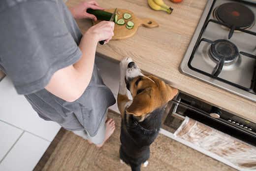 Un beagle de pie contempla cómo un humano corta un pepino en la encimera.