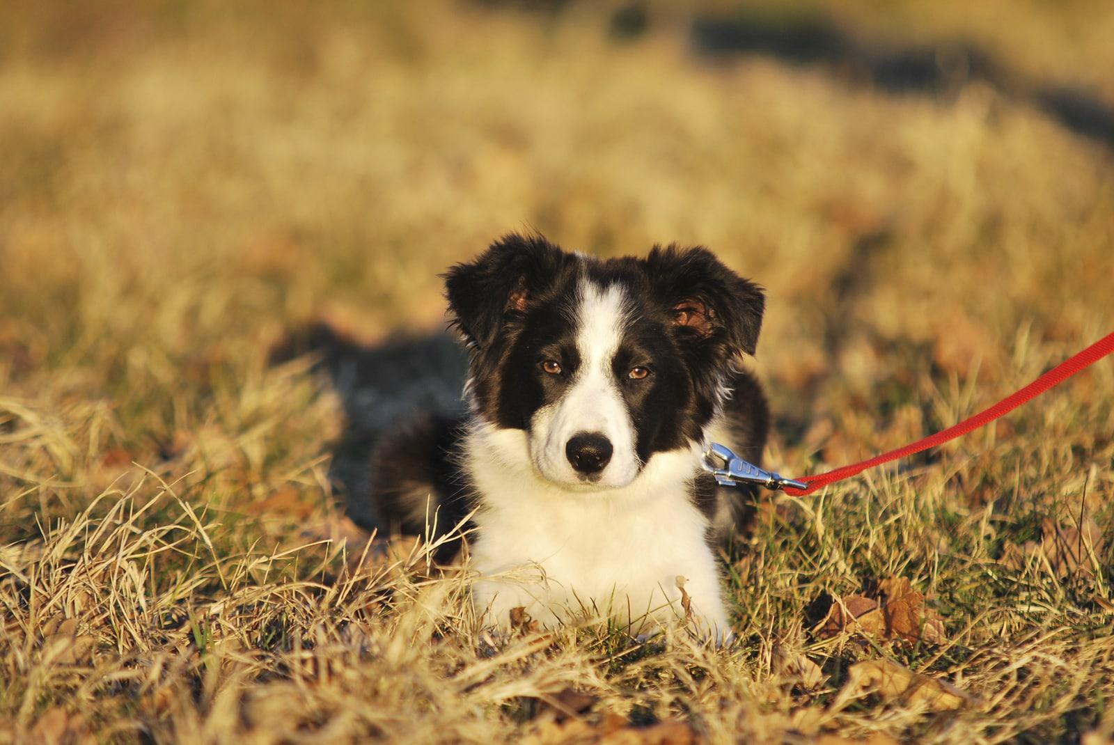 Border collie blanco y negro con correa roja tumbado en un campo.