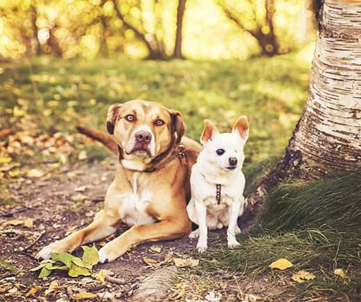 Perro grande de color marrón tumbado junto a un chihuahua en el parque.