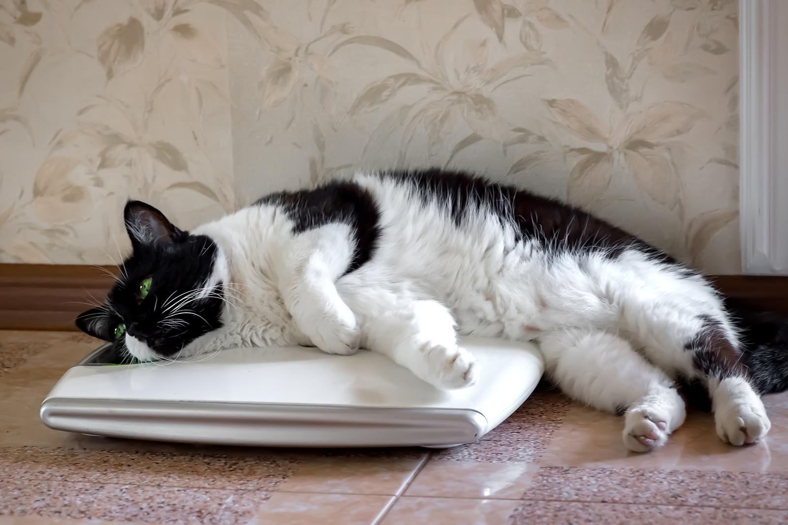 cat-lays-on-weight-scale White cat with black spots lays on a weight scale