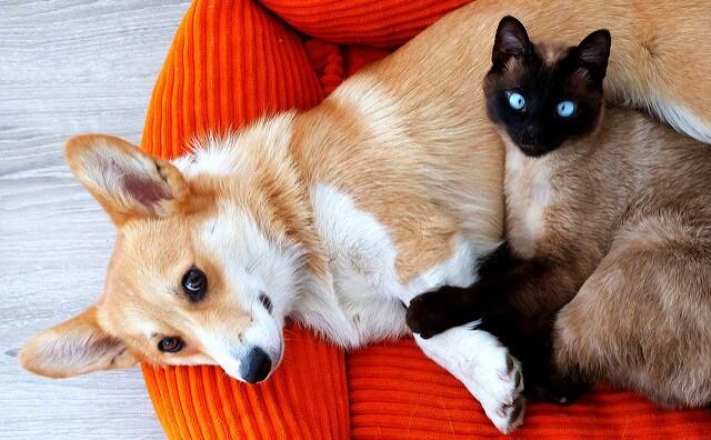 orgie-and-siamese-cat-cuddling-on-pillow corgie dog and siamese cat on a pillow