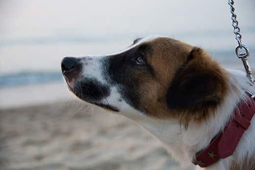 dog-on-beach-looking-up-SW Hound mutt en la playa con collar rojo mirando hacia arriba