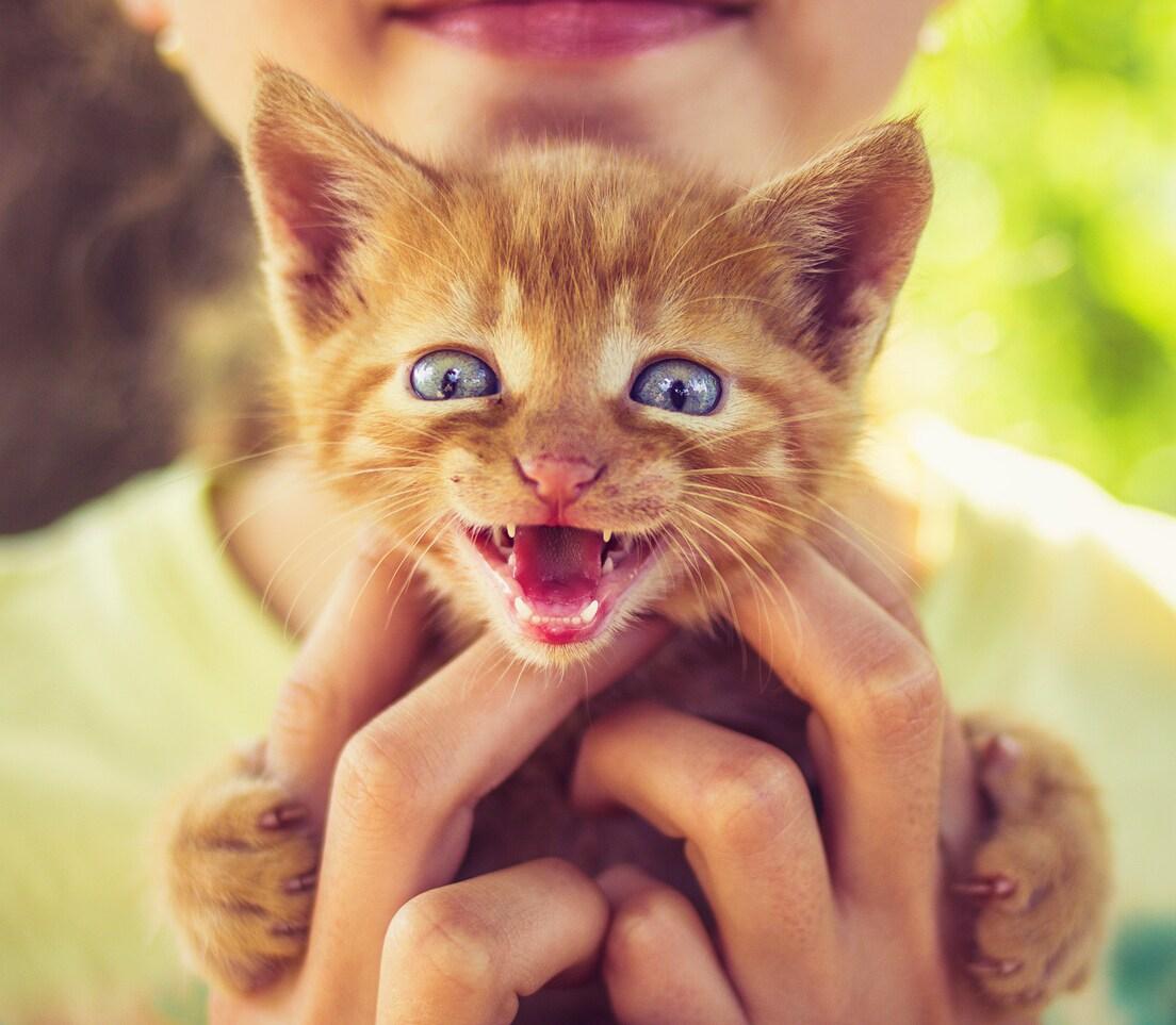 girl-holds-smiling-kitten Gato pequeño maullando