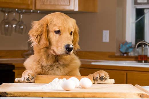 Un golden retriever inspecciona la repisa de la cocina con los utensilios de hornear y los huevos fuera.