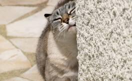 Gato arañando una pared