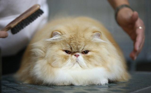 large-persian-cat-getting-brushed Persona peinando gato