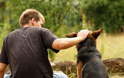 man-petting-german-shepherd-on-head-SW Joven erizando la cabeza un pastor alemán