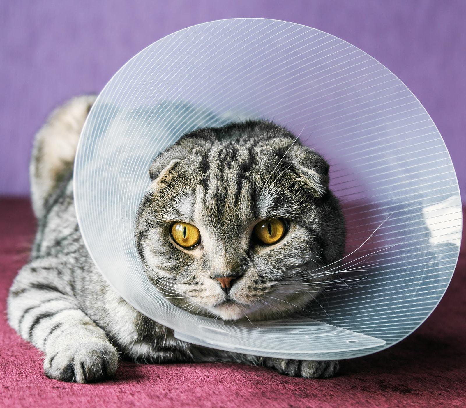 scottish-fold-cat-in-cone Gato con una proteccion plastica
