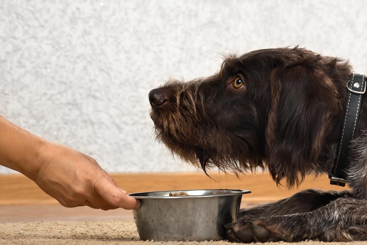 woman-gives-dog-food-in-metal-bowl Hand of woman holding a bowl with food for dog waiting for meal