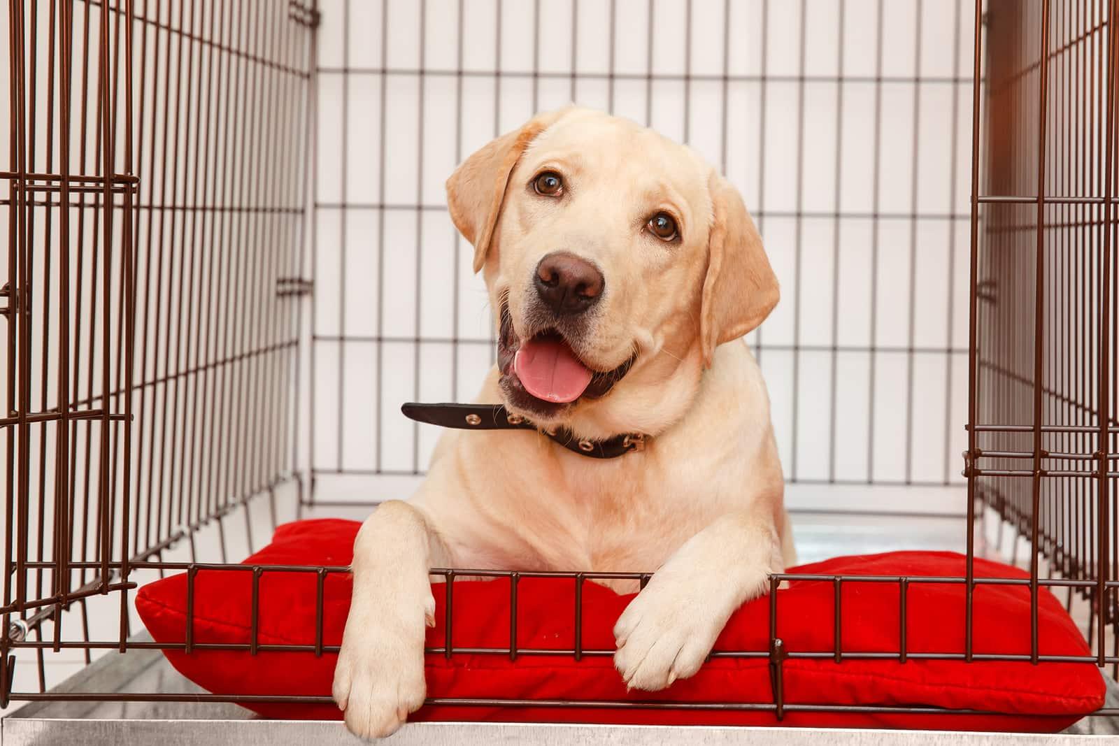 Labrador feliz tumbado en una caja de hierro