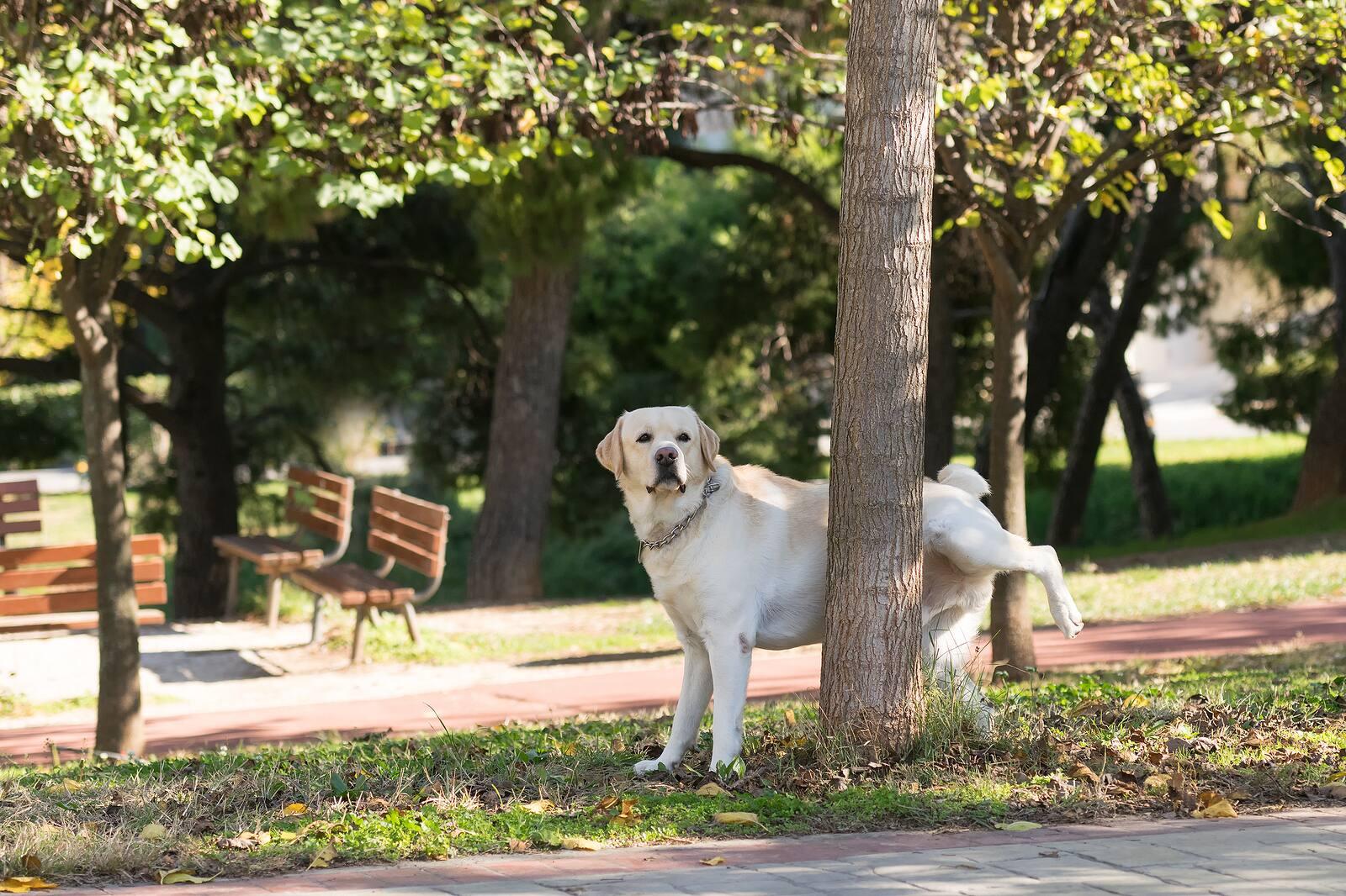 Labrador amarillo levantando la pata para orinar en un árbol