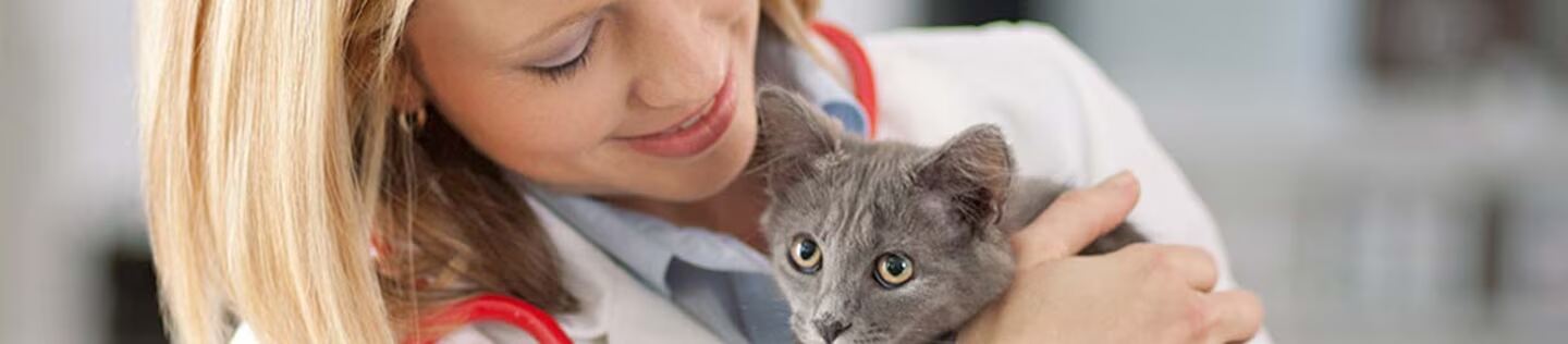 Veterinaria sosteniendo a un gato gris durante una revisión de salud.