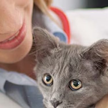 Primer plano de un gato gris junto a una veterinaria.