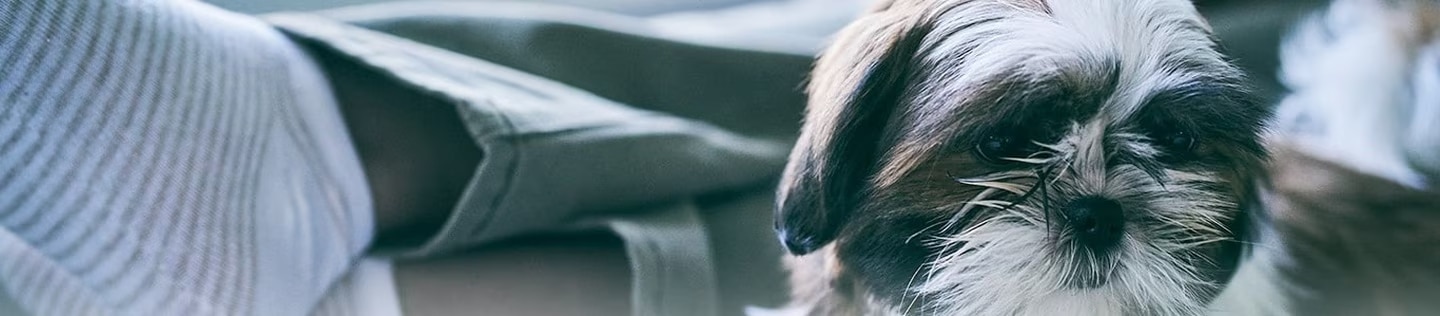 Cachorro Shih Tzu sentado en una cama junto a unas piernas cruzadas con calcetines blancos