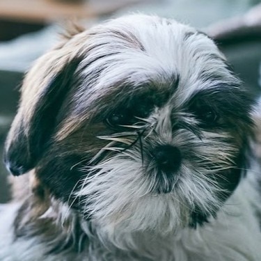 Cachorro Shih Tzu sentado en una cama junto a unas piernas cruzadas con calcetines blancos