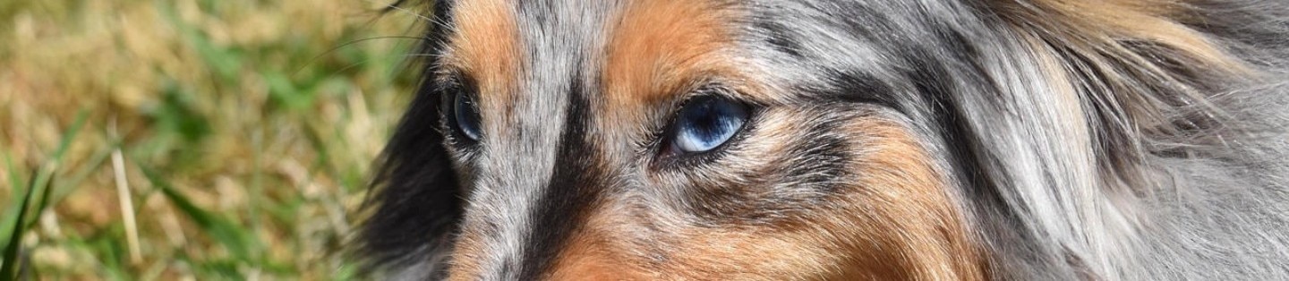 Nombres para perras Hill’s Pet Costa Rica