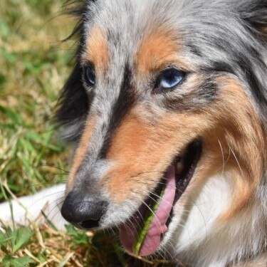 Nombres para perras Hill’s Pet Costa Rica