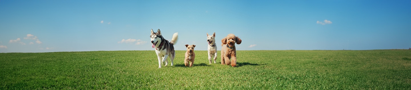 Un Shih Tzu y un Border Collie mirándose en una acogedora sala de estar.