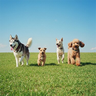 Un Shih Tzu y un Border Collie mirándose en una acogedora sala de estar.