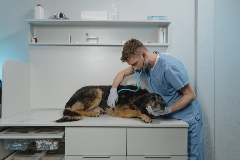 Veterinario con uniforme azul revisando con estetoscopio a un perro anciano recostado en la mesa de consulta