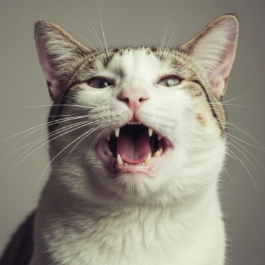 Primer plano de un gato blanco y atigrado con la boca abierta mostrando los dientes.