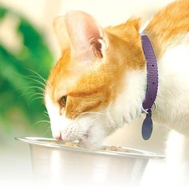 Gato naranja y blanco con collar morado comiendo alimento de un plato de metal al aire libre