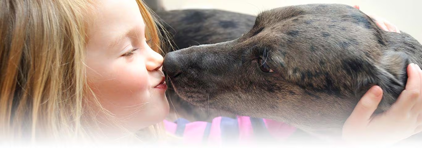 Fotografía de un perro Goldendoodle