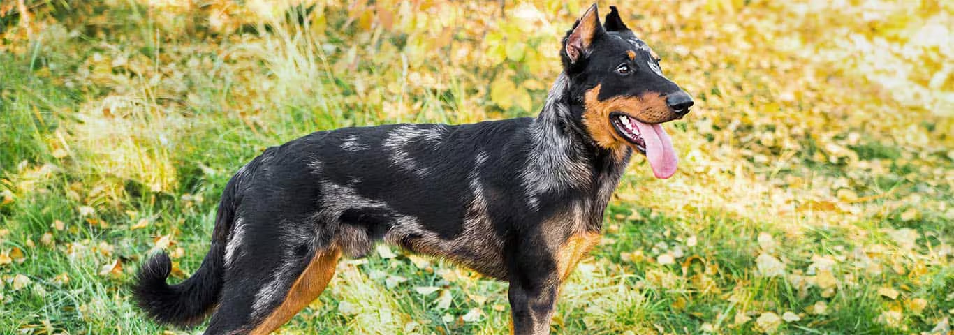 Fotografía de un perro Beauceron