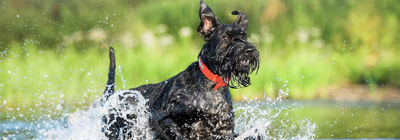 Fotografía de un perro de la raza Morkie Dogs