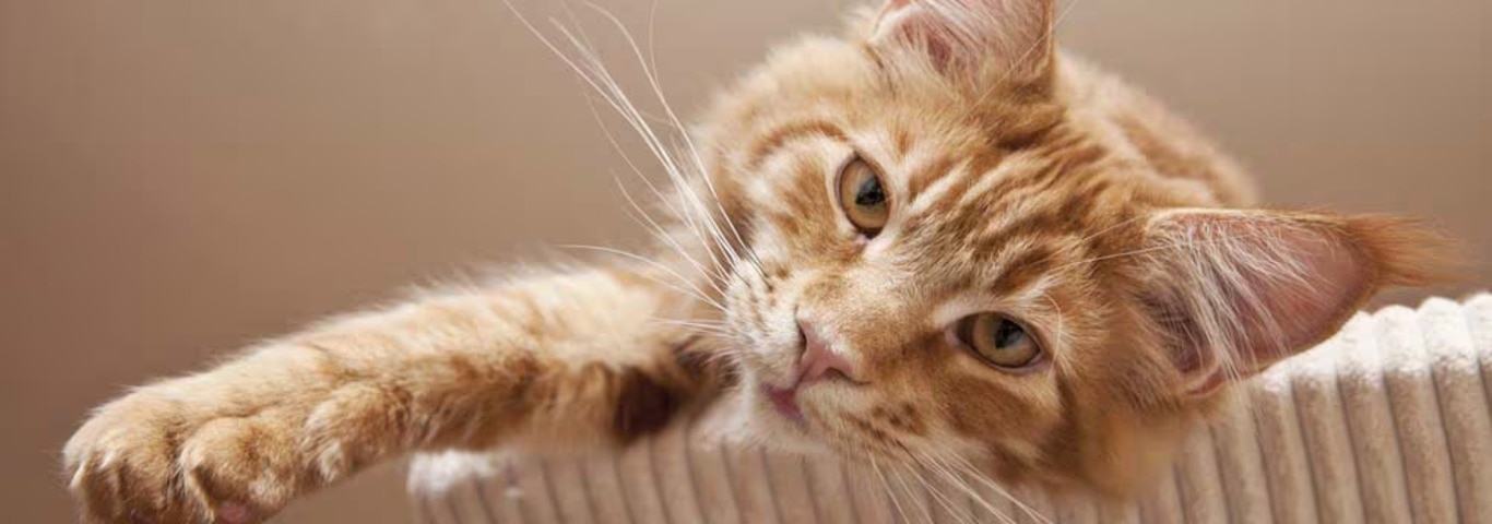 Fotografía de un gato Maine Coon