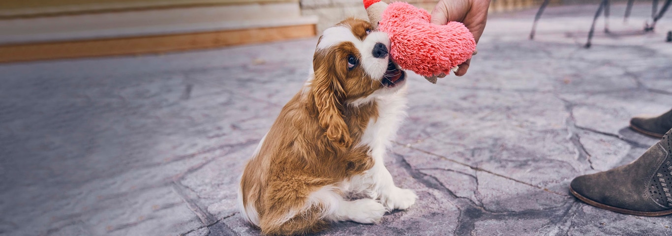 Fotografía de un perro Cavalier King Charles Spaniel