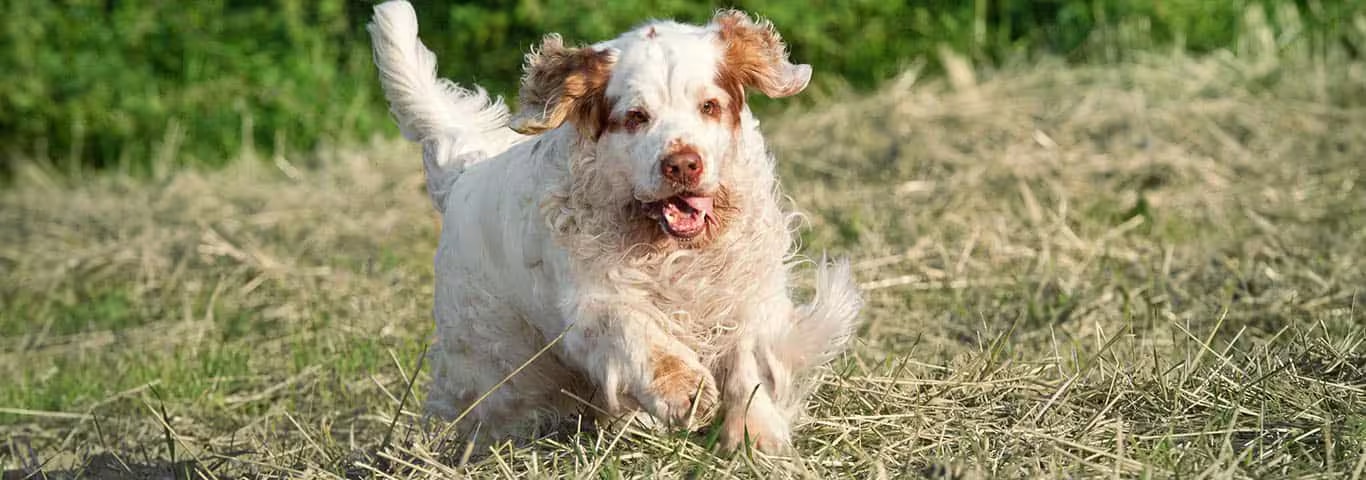 Fotografía de un perro Clumber Spaniel