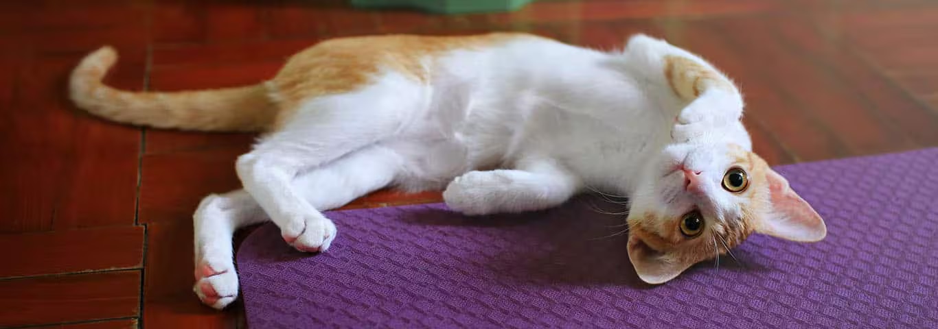 Fotografía de un gato Colorpoint de pelo corto