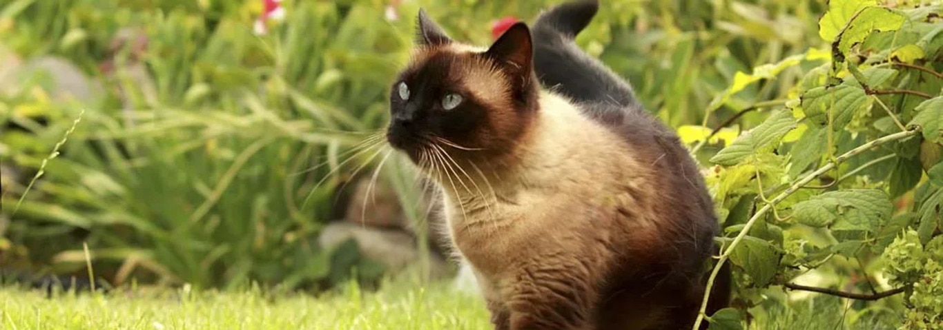 Foto de un gato siamés