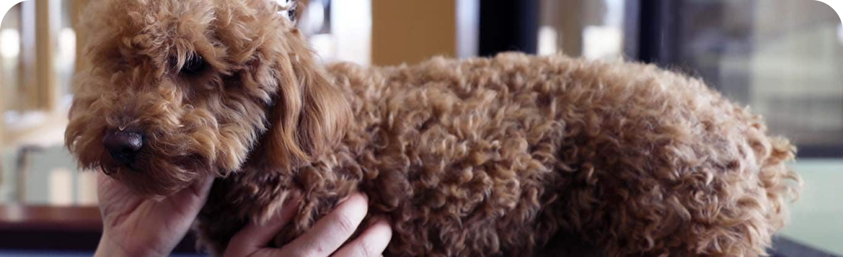 un perro en una clínica veterinaria