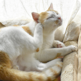 un gato perdiendo pelo