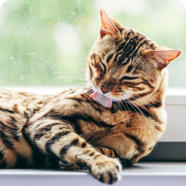 un gato lamiendo su pelaje