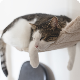 un gato obeso sentado en una hamaca para gatos