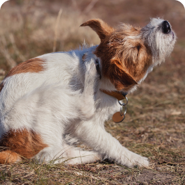 un perro perdiendo pelo