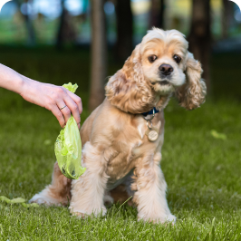un perro haciendo popó en el césped