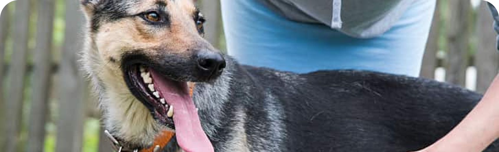un perro grande caminando afuera