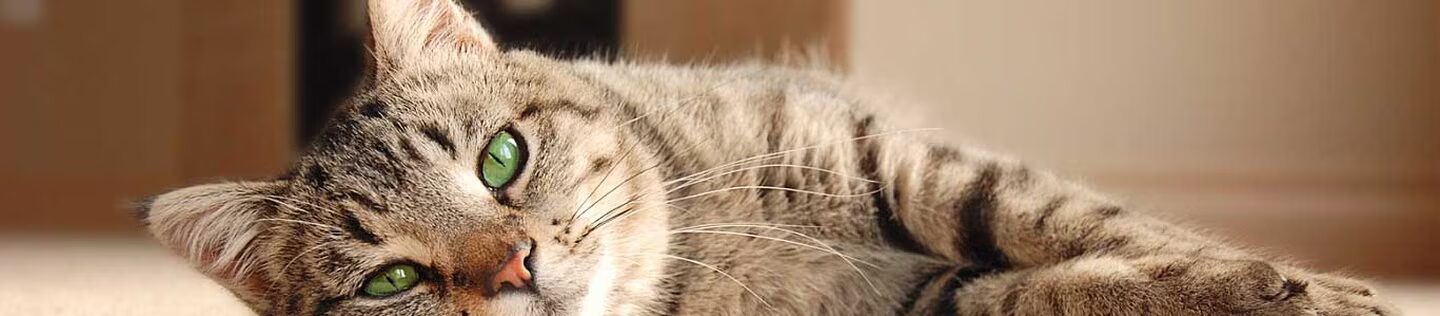 Primer plano de un gato atigrado recostado con ojos verdes.