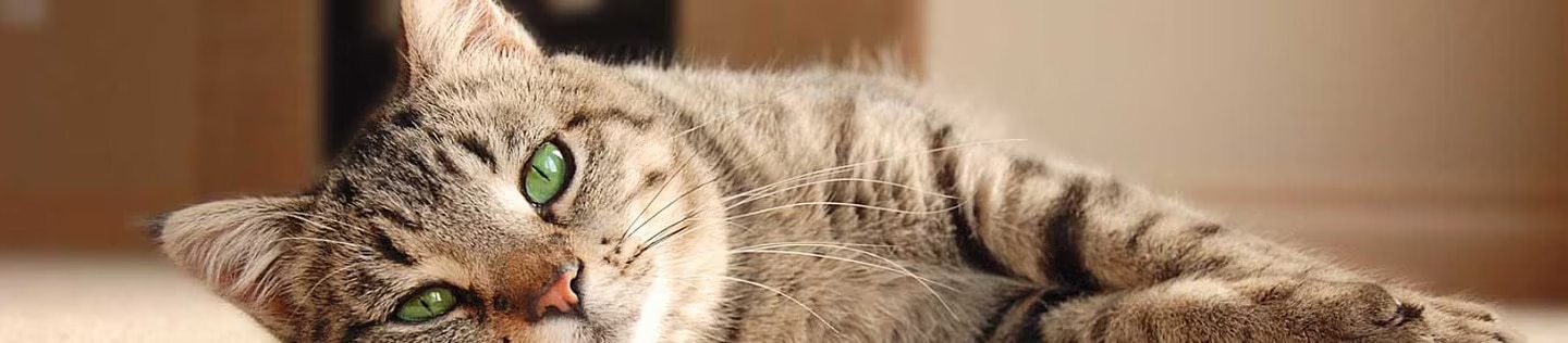 Gato atigrado recostado mirando fijamente con sus brillantes ojos verdes