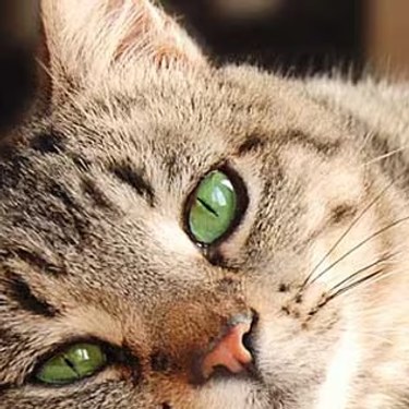 Primer plano de un gato atigrado recostado con ojos verdes.
