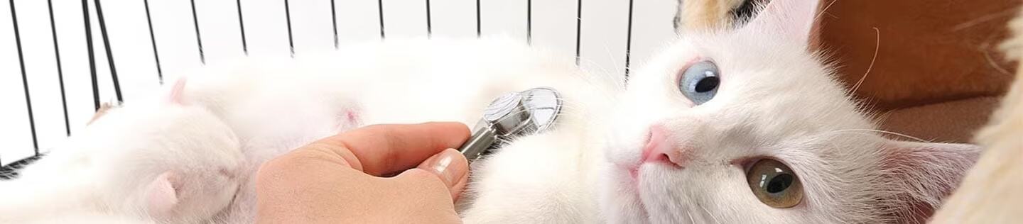 Gato blanco recostado mientras un veterinario examina su pecho con un estetoscopio.