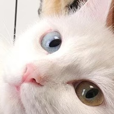 Primer plano de la cara de un gato blanco con un ojo azul y otro marrón.