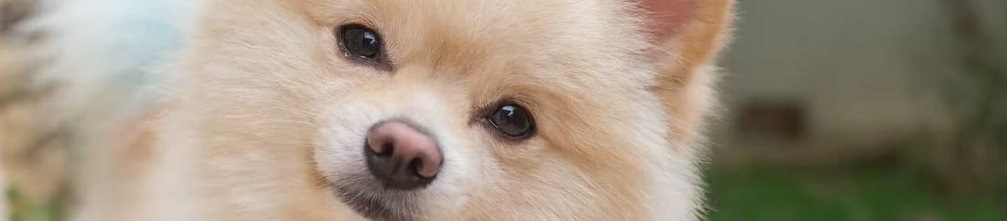 Perro pequeño de pelaje claro mirando de frente
