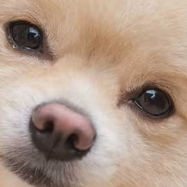 Perro pequeño de pelaje claro mirando de frente