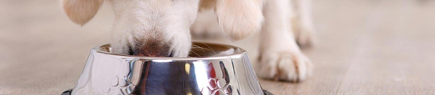 Perro blanco comiendo de un plato.