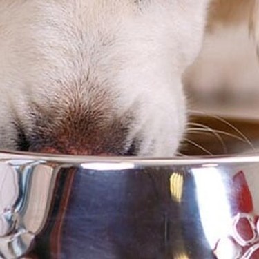Perro blanco comiendo de un plato.